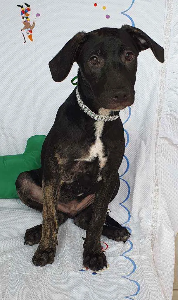 Cachorro ra a SRD idade 2 a 6 meses nome SCOTT 