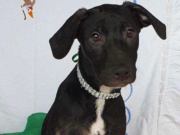 Cachorro ra a SRD idade 2 a 6 meses nome SCOTT 