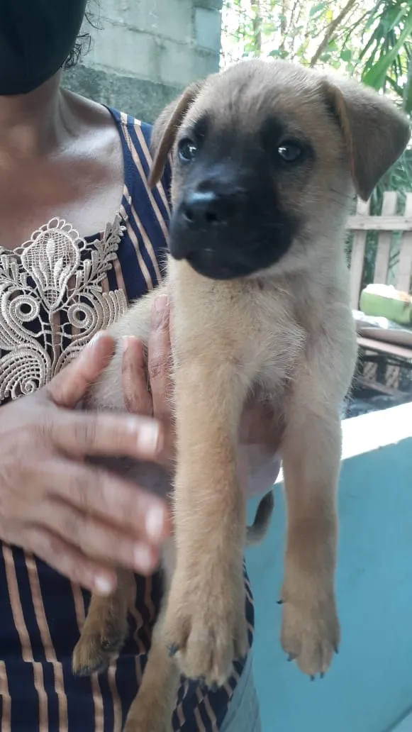 Cachorro raça Sem raça definida idade 2 a 6 meses nome Sem nome