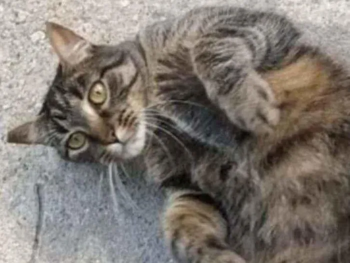 Gato raça Vira lata  idade 3 anos nome Lolita 