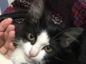 Gato raça  idade 2 a 6 meses nome .