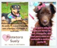 Cachorrinhos