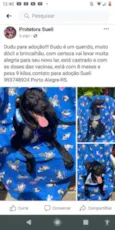 Cachorrinhos