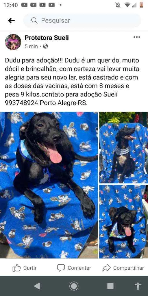 Cachorro ra a Vira-Lata idade 7 a 11 meses nome Cachorrinhos