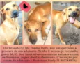 Cachorrinhos