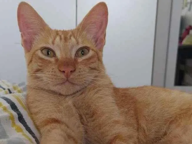 Gato ra a SRD-ViraLata idade 2 a 6 meses nome Liberté