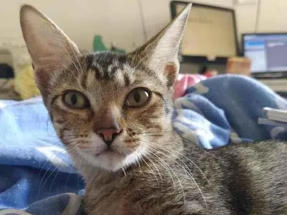 Gato ra a SRD-ViraLata idade 2 a 6 meses nome Fraternité