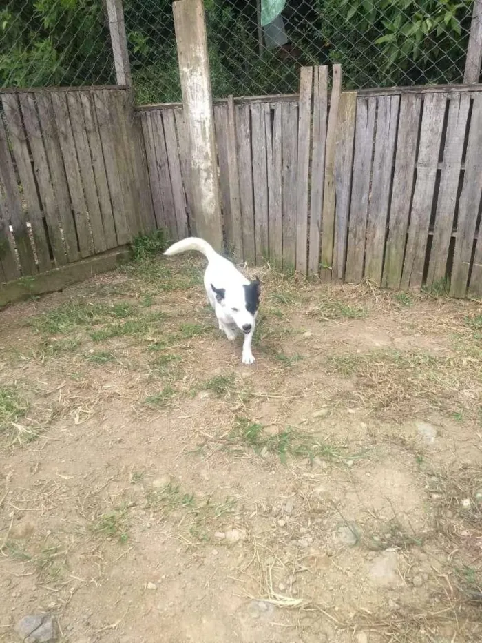 Cachorro ra a SRD-ViraLata idade 4 anos nome Oreo