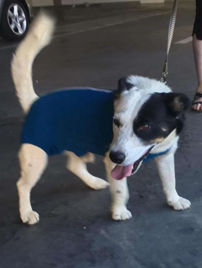 Cachorro ra a SRD-ViraLata idade 4 anos nome Oreo