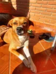 Cachorro raça Vira lata idade 3 anos nome Luna