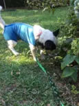 Oreo