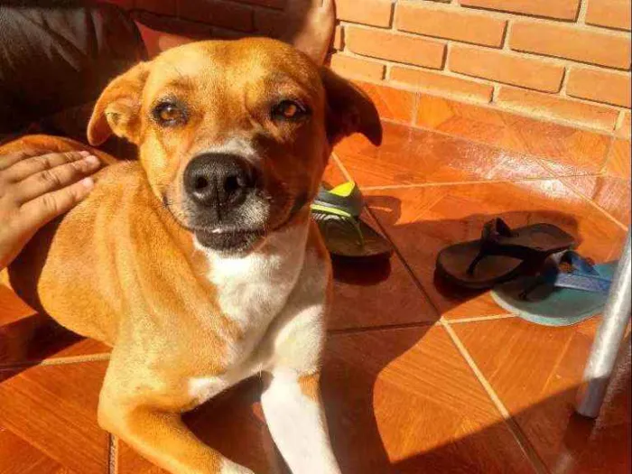 Cachorro raça Vira lata idade 3 anos nome Luna
