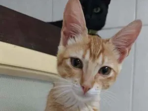 Gato raça SRD-ViraLata idade 2 a 6 meses nome Egalité