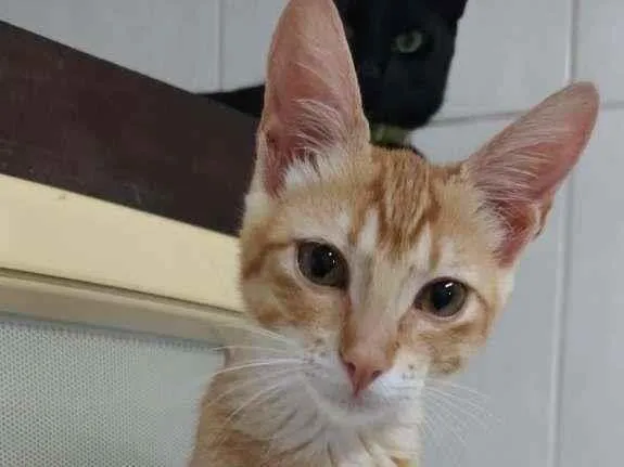Gato ra a SRD-ViraLata idade 2 a 6 meses nome Egalité