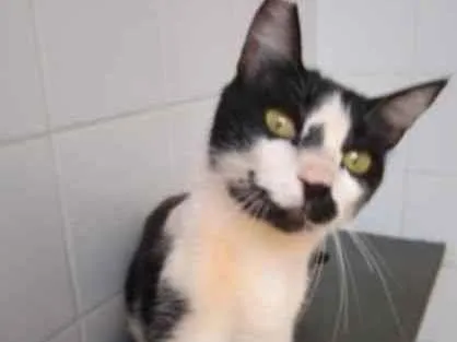 Gato raça Vira lata  idade 3 anos nome Charles 