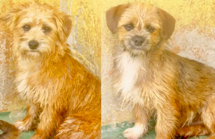 Cachorro raça  idade 2 a 6 meses nome Jack e Bibo Pequenos