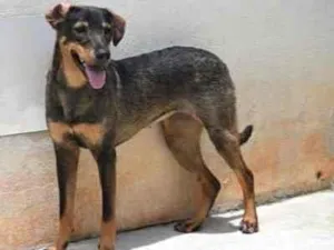 Cachorro raça Vira lata  idade 1 ano nome Mary