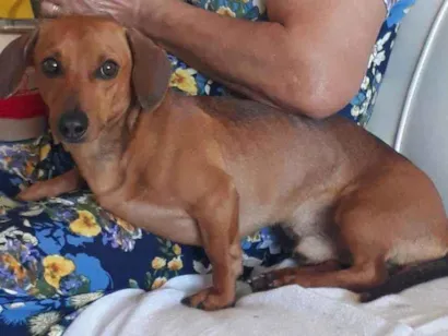 Cachorro raça Salsicha idade 2 anos nome Willy