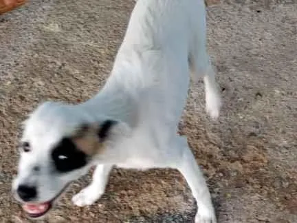 Cachorro ra a Sem raça específica  idade 2 a 6 meses nome Nina