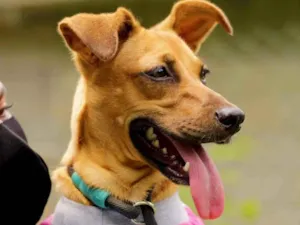 Cachorro raça SRD-ViraLata idade 1 ano nome Paçoca