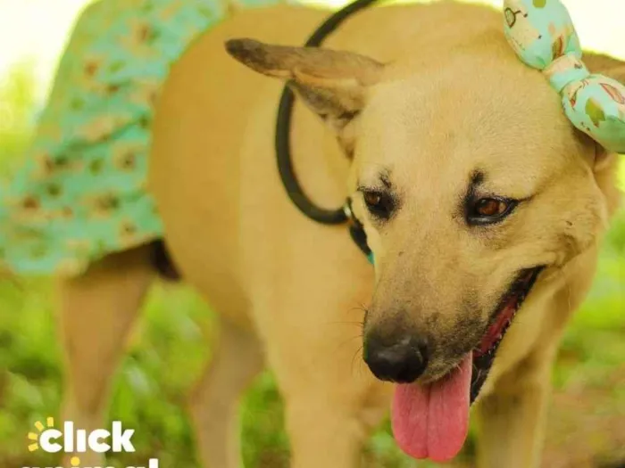 Cachorro ra a SRD-ViraLata idade 4 anos nome Gaia