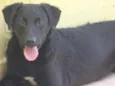 Cachorro raça  idade 7 a 11 meses nome Sheik Filhote