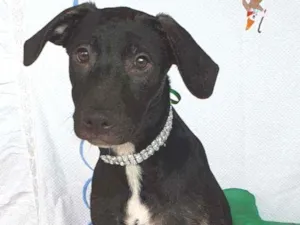 Cachorro raça SRD idade 2 a 6 meses nome SCOTT 