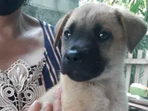 Cachorro raça Sem raça definida idade 2 a 6 meses nome Sem nome