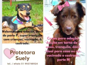 Cachorro raça Vira-Lata idade 7 a 11 meses nome Cachorrinhos