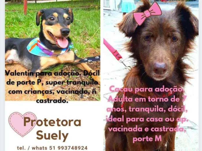 Cachorro ra a Vira-Lata idade 7 a 11 meses nome Cachorrinhos