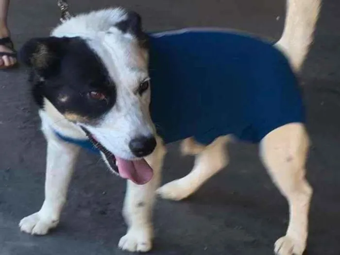 Cachorro ra a SRD-ViraLata idade 4 anos nome Oreo