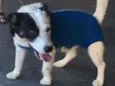 Oreo