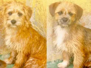 Cachorro raça  idade 2 a 6 meses nome Jack e Bibo Pequenos