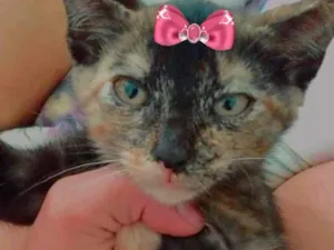 Gato raça SRD idade 2 a 6 meses nome Charlotte 