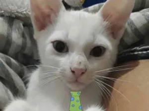 Gato raça SRD idade 2 a 6 meses nome Snow 