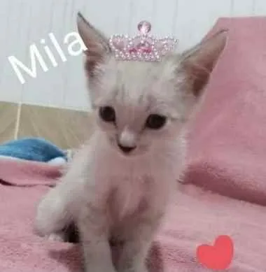 Gato ra a SRD idade Abaixo de 2 meses nome Mila 