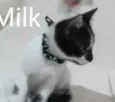 Milk 