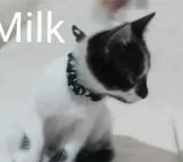 Gato ra a SRD idade Abaixo de 2 meses nome Milk 