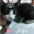 Juju 