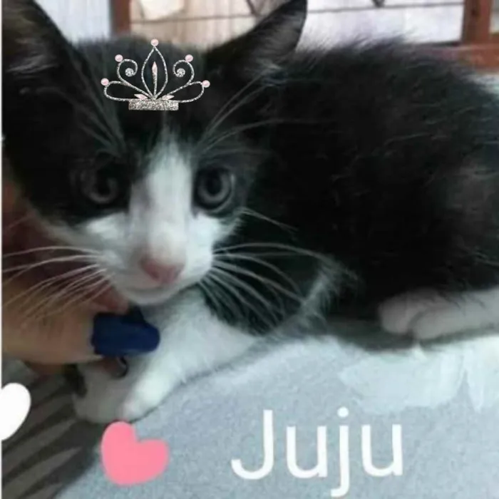 Gato ra a SRD idade Abaixo de 2 meses nome Juju 