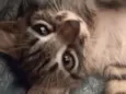 LILLY