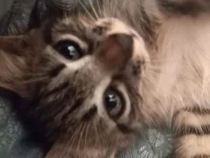 Gato raça SRD idade Abaixo de 2 meses nome LILLY