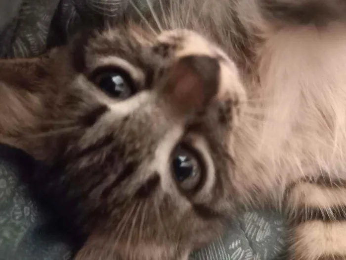 Gato ra a SRD idade Abaixo de 2 meses nome LILLY