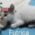 Futrica 