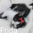 Frida 