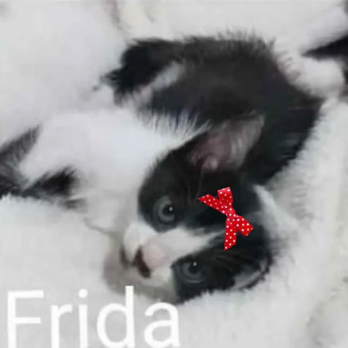 Gato ra a SRD idade Abaixo de 2 meses nome Frida 