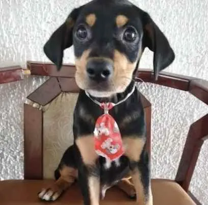Cachorro ra a SRD  idade 2 a 6 meses nome Bolota 