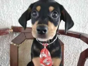 Cachorro raça SRD  idade 2 a 6 meses nome Bolota 