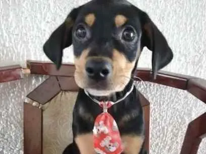 Cachorro ra a SRD  idade 2 a 6 meses nome Bolota 
