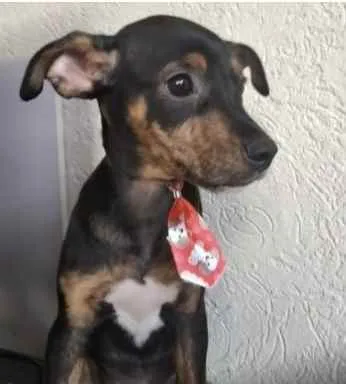 Cachorro ra a SRD  idade 2 a 6 meses nome Pítico 